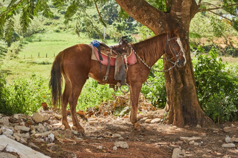 Gedankenkirmes Kuba fotografiert von Richard Lehmann Cuba, Havanna, Vinales, Trinidad,2018